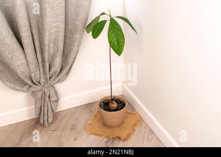 Un avocado germogliato dalla fossa in una pentola, macro. Foto Stock