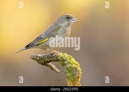 Greenfinch europeo (Chloris chloris), vista laterale di una femmina adulta arroccata su un ramo, Campania, Italia Foto Stock