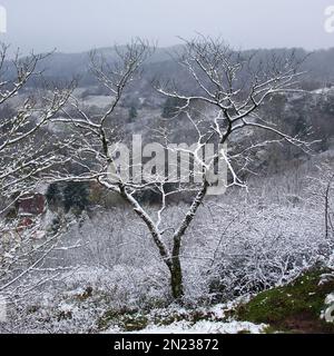 Albero coperto di neve su una collina in una giornata invernale nebbiosa nella Renania Palatinato, Germania vicino alle rovine del castello di Falkenstein. Foto Stock