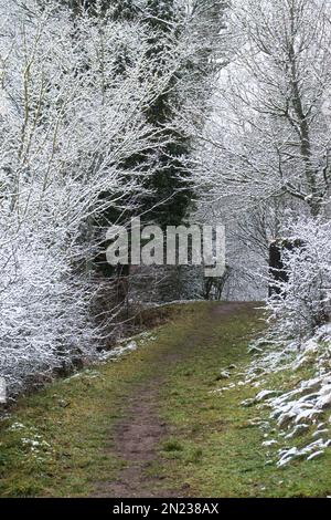 Alberi ricoperti di brina bianca e neve su un sentiero con erba verde in una fredda giornata invernale a Renania Pfalz, Germania vicino al castello Falkenstein RU Foto Stock