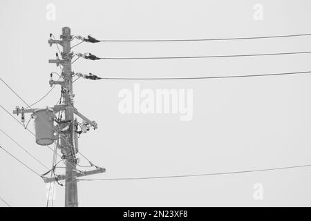 Palo di servizio e linee elettriche contro il cielo grigio nevoso Foto Stock