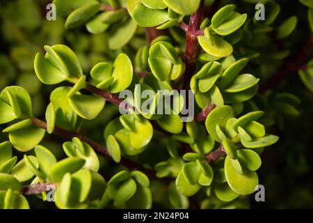 Cespuglio degli elefanti, Portulacaria afra, Didiereaceae, Namibia, Africa Foto Stock