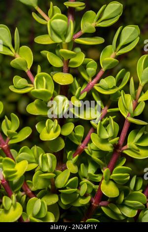 Cespuglio degli elefanti, Portulacaria afra, Didiereaceae, Namibia, Africa Foto Stock