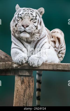 Tigre bianca su ponte di legno. Primo piano con orientamento verticale e sfondo verde sfocato. Gatto grande selvatico Foto Stock