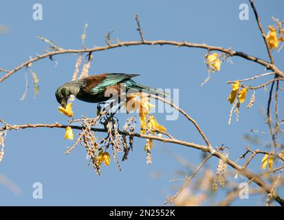 TUI nettare alimentazione su fiore giallo di kowhai albero Foto Stock