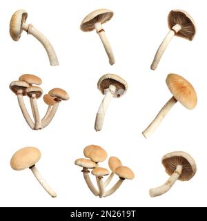 Set di funghi pioppini freschi su fondo bianco Foto Stock