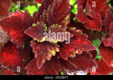 Close-up di red Coleus Blumei lascia Foto Stock