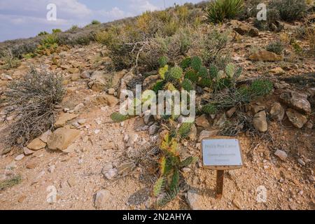 Cactus di pera di prickly (genere di Opuntia) nel mezzo del deserto in Arizona Foto Stock