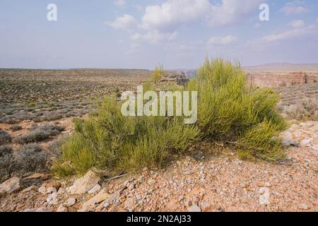 Mormon Tea Plant (genere Ephedra), un arbusto boscoso nel mezzo del deserto in Arizona, nativo del sud-ovest americano Foto Stock