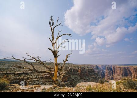 Albero secco nel mezzo del deserto in Arizona, canyon e cielo nuvoloso sullo sfondo Foto Stock