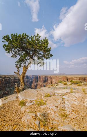 Pino in mezzo al deserto. Little Colorado River Navajo Tribal Park, Arizona Foto Stock