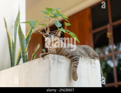 Gatto tabby nero e marrone che posa sulla casa terrazza al mattino. Foto Stock