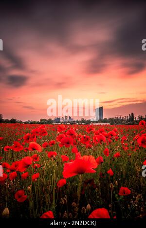 Vista su un papavero (Papaver), in serata con un bellissimo tramonto dietro lo skyline, Fechenheim, Francoforte, Assia, Germania Foto Stock