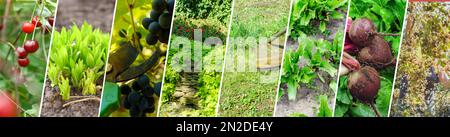 Collage di giardinaggio di agricoltura di primavera. Potatura degli alberi, irrigazione delle piante che si prendono cura dei fiori, banner Foto Stock