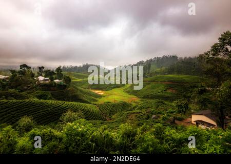 Giro in treno con il treno blu, da Kandy ad Ella, attraverso le Highlands e le piantagioni di tè dello Sri Lanka Foto Stock