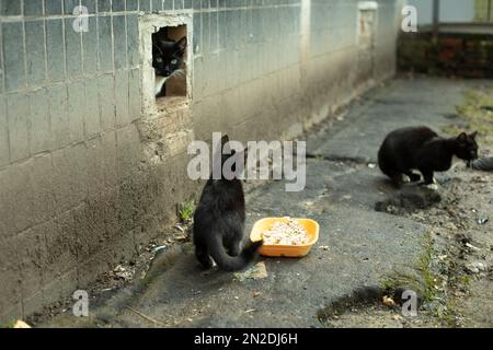 Gattini vaganti mangiano cibo. Un sacco di gatti vicino casa. Gli animali vengono abbandonati per strada. Foto Stock