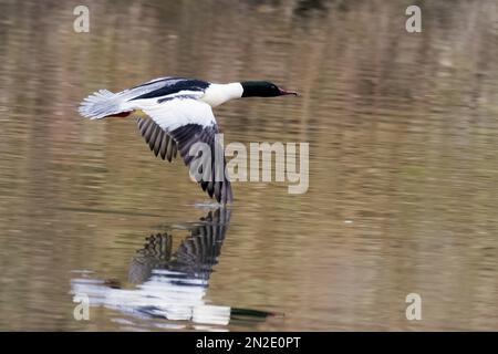 Merganser comune (Mergus merganser), maschio, volando sull'acqua, Assia, Germania Foto Stock