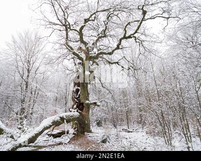 Quercia inglese vecchia coperta di neve (Quercus robur) nella foresta primitiva Sababurg, autunno, Assia, Germania Foto Stock