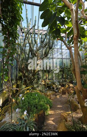 Nuovo Giardino Botanico dell'Università di Tuebingen di Eberhard Karls, serra, Cactus, cactus (Cactaceae), Tuebingen, Baden-Wuerttemberg, Germania Foto Stock