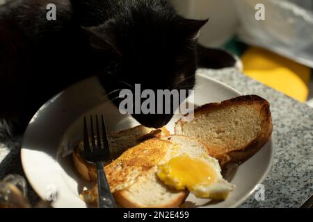 Il gatto mangia dalla piastra. PET sul tavolo. Animali ruba cibo. Gatto nero a casa. Foto Stock