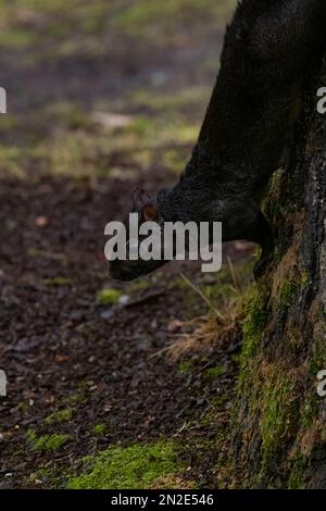 Uno scoiattolo nero che si aggrappa sul tronco dell'albero Foto Stock