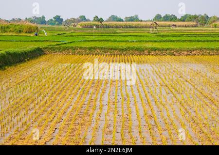 Campi di riso, Villaggio delle Miniere di Thauk, Lago Inle, Myanmar, Lago Inle, Myanmar Foto Stock