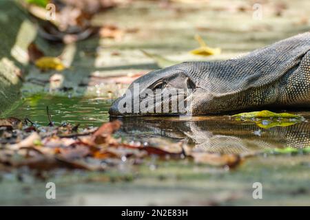 Una lucertola di drago di Komodo in acqua Foto Stock