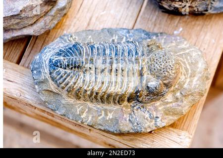 Fossili, Rissani, Marocco Foto Stock