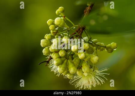 Il futuro fiore acquoso di mela rosa che sta per fiorire diventa un fiore ancora bagnato con la rugiada del mattino, lo sfondo di foglie verdi è sfocato Foto Stock