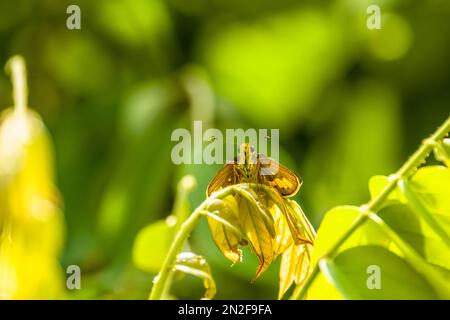 Punte di foglia verde-brunastro della pianta di Averrhea bilimbi e una farfalla atterra su di loro, sfondo verde offuscato del fogliame Foto Stock