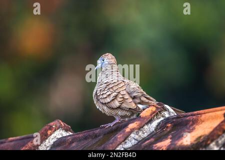 Una colomba macchiata (Spilopelia chinensis) è un piccione piccolo e a coda lunga appollaiato su una tegola del tetto, un fondo verde del fogliame blurry Foto Stock