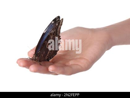 Donna che tiene bella farfalla comune morfo su sfondo bianco, primo piano Foto Stock