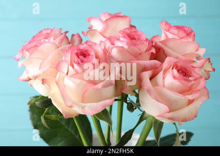 Belle rose rosa su sfondo azzurro, primo piano Foto Stock