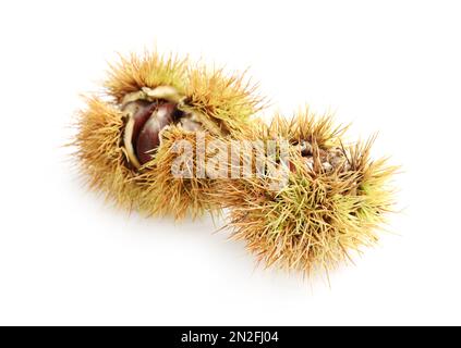 Castagne fresche dolci commestibili in buccia su fondo bianco Foto Stock