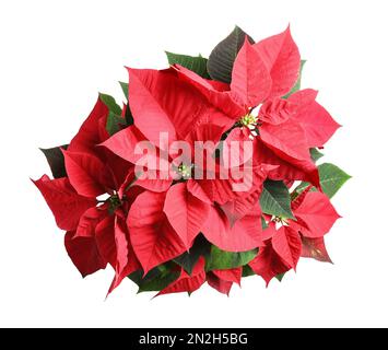 Poinsettia rossa isolata su bianco, vista dall'alto. Natale fiore tradizionale Foto Stock