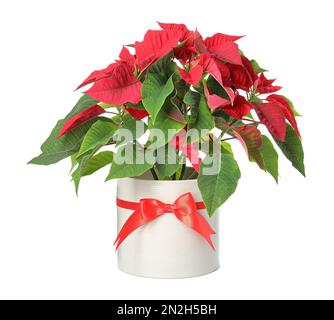 Poinsettia rossa in vaso isolato su bianco. Natale fiore tradizionale Foto Stock