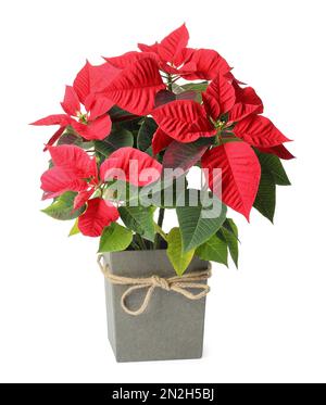 Poinsettia rossa in vaso isolato su bianco. Natale fiore tradizionale Foto Stock