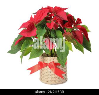 Poinsettia rossa in vaso isolato su bianco. Natale fiore tradizionale Foto Stock