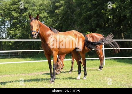 Bay cavalli in paddock nella giornata di sole. Bellissimi animali domestici Foto Stock