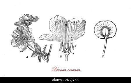 Incisione vintage di frutti acuti di ciliegio e la morfologia botanica dei bellissimi fiori. Le ciliegie acide, note ai Greci nel 300 a.C., furono coltivate ed estremamente popolari tra i Persiani e i Romani che le introdussero in Gran Bretagna. Foto Stock