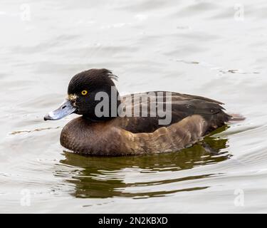 Una femmina solitaria Tufted Duck (Aythya fuligula), conosciuta anche come Tufted Pochard, su un lago di Fleetwood, Lancashire, Regno Unito Foto Stock