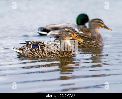 Diverse anatre Mallard, (Anas platyrhynchos), su un lago di Fleetwood, Lancashire, Regno Unito Foto Stock