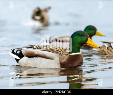 Diverse anatre Mallard, (Anas platyrhynchos), su un lago di Fleetwood, Lancashire, Regno Unito Foto Stock