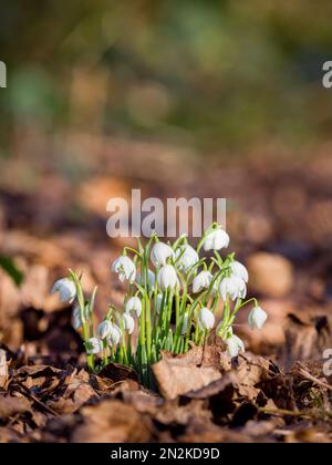 Un grumo di gocce di neve (Galanthus nivalis), che cresce selvaggio, circondato da foglie cadute, in un bosco a Lytham Hall, a Lytham, Lancashire, regno unito Foto Stock