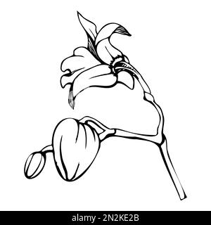 Inchiostro vettoriale a mano fiori orchidee, steli, foglie, monocromatico, contorno dettagliato. Composizione con rami. Isolato su sfondo bianco. Progettazione per Illustrazione Vettoriale