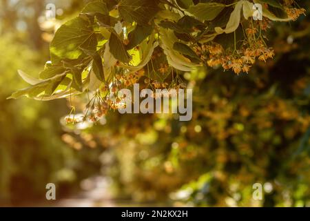 Tilia cordata, piccolo tiglio in fiore in estate, fuoco selettivo Foto Stock