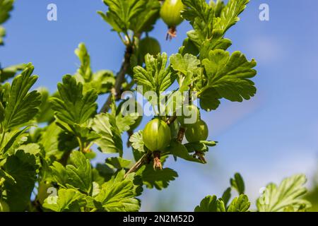 frutti di uva spina nel giardino in una giornata di sole Foto Stock