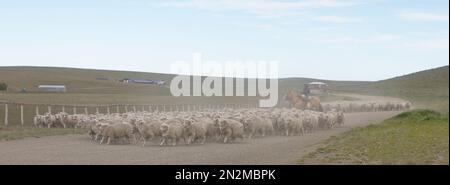 Allevamento di pecore in un ranch a Tierra del Fuego, Patagonia, Argentina. Foto Stock