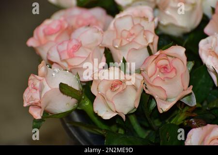 Un primo piano di un fresco bouquet di rose bianche e rosa con gocce piccole Foto Stock