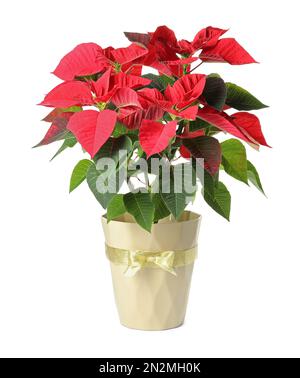 Poinsettia rossa in vaso isolato su bianco. Natale fiore tradizionale Foto Stock